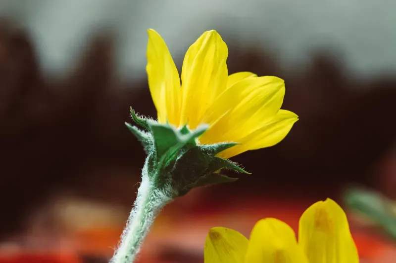 芝生の施工・メンテナンス